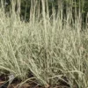 Schizachyrium Scoparium 'Chameleon' Little Bluestem