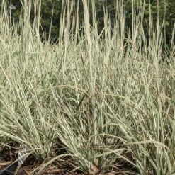 Schizachyrium Scoparium 'Chameleon' Little Bluestem