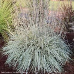 Schizachyrium Shining Star Little Bluestem