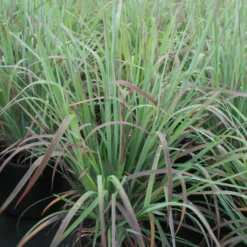 Schizachyrium Scoparium 'Standing Ovation' Little Bluestem