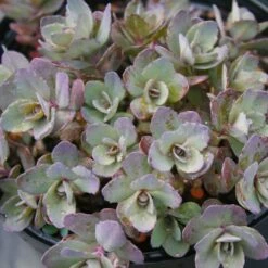 Sedum Dazzleberry -Nature Planting Store Sedum Dazzleberry Stonecrop Sun Sparkler