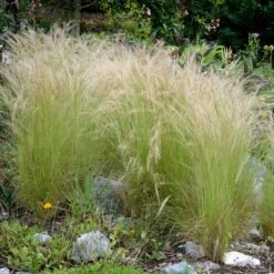 New Arrival -Nature Planting Store Stipa nassella ponytails mexican feathergrass