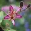 Tricyrtis Formosana 'Samurai' Toadlily