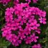 Verbena Canadensis Homestead Hot Pink Vervain