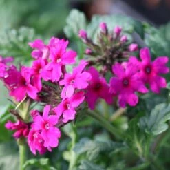 New Arrival -Nature Planting Store Verbena Homestead Hot Pink Vervain