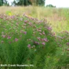 Vernonia Lettermannii 'Iron Butterfly' Threadleaf Ironweed
