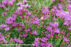 Vernonia Lettermannii 'Iron Butterfly' Threadleaf Ironweed -Nature Planting Store Vern lett IronButterfly Life 2