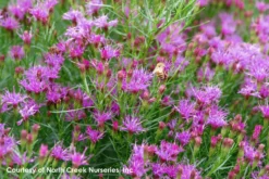 Vernonia Lettermannii 'Iron Butterfly' Threadleaf Ironweed -Nature Planting Store Vern lett IronButterfly Life 2 scaled