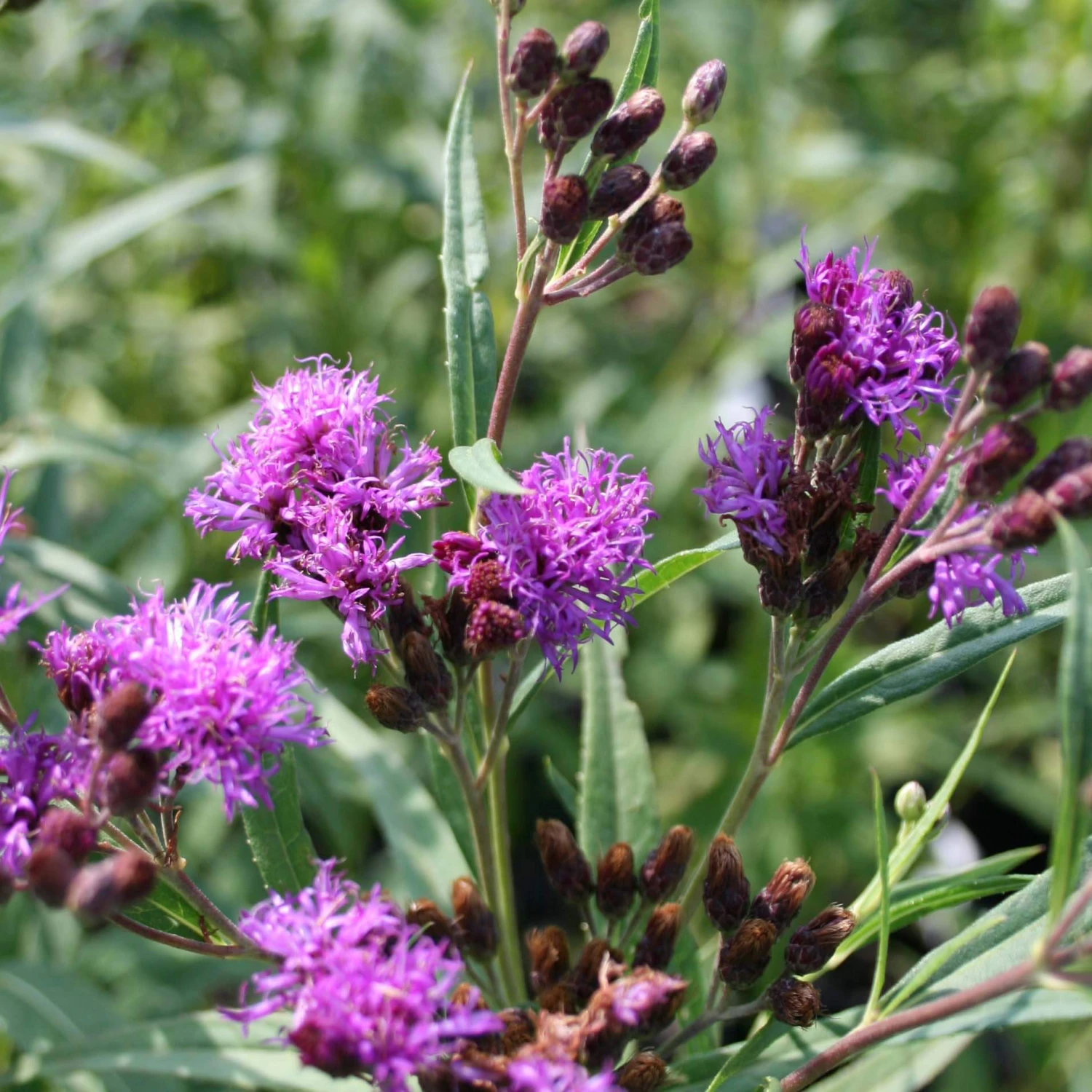 Vernonia Fasciculata Prairie Ironweed 2 Vernonia Fasciculata Prairie Ironweed - Image 2