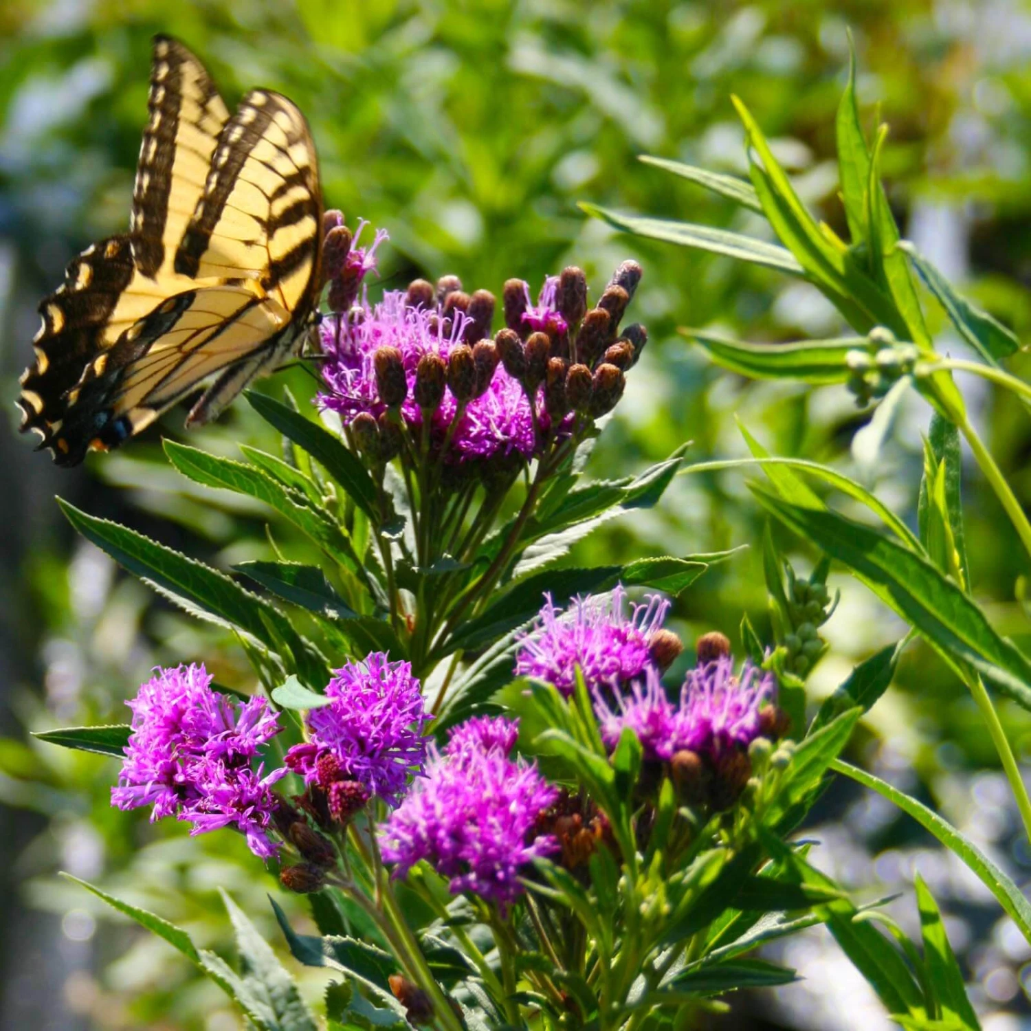Vernonia Fasciculata Prairie Ironweed 1 Vernonia Fasciculata Prairie Ironweed