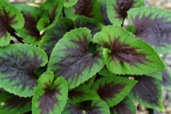 Viola X Koreana 'Heartthrob' Violet -Nature Planting Store Viola Heartthrob 2