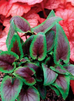 Viola X Koreana 'Heartthrob' Violet -Nature Planting Store Viola Heartthrob 3