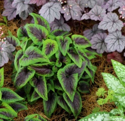 Viola X Koreana 'Heartthrob' Violet -Nature Planting Store Viola Heartthrob 4
