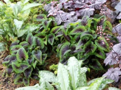 Viola X Koreana 'Heartthrob' Violet -Nature Planting Store Viola Heartthrob 5