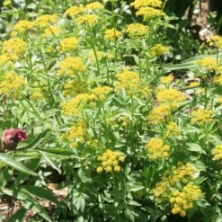 Zizia Aurea Golden Alexander