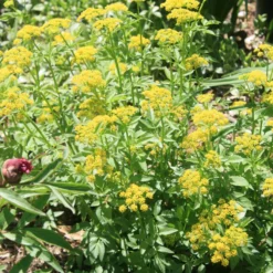Zizia Aurea Golden Alexander