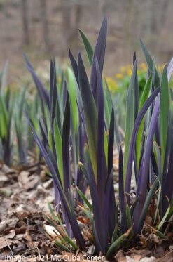Iris Versicolor 'Purple Flame' Blue Flag -Nature Planting Store iris purple flame 3