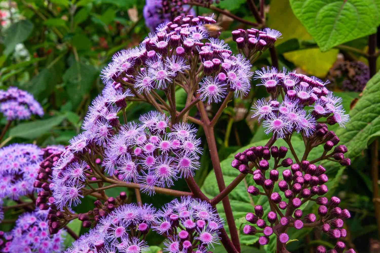 Front Page -Nature Planting Store shade loving fall perennials blue mistflower getty 0923 26f15287424b4898a818af3f0149211b